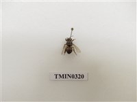 藏品(義大利蜂)的圖片